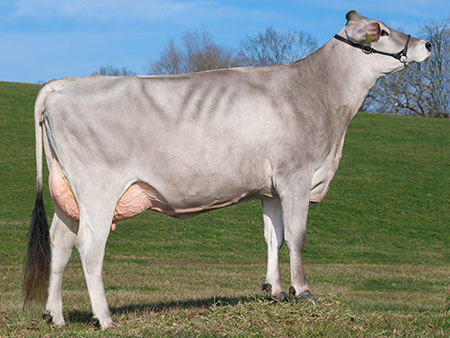 Brown Swiss