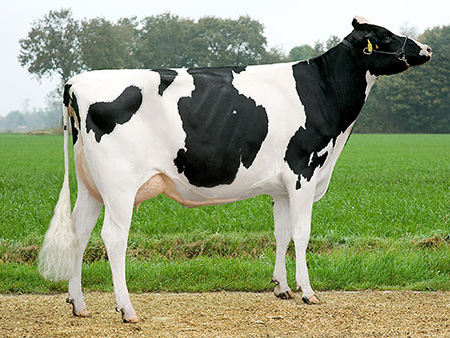 Holstein Friesian