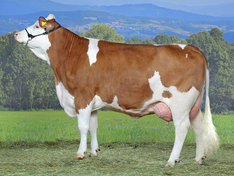 Fleckvieh / Simmentaler