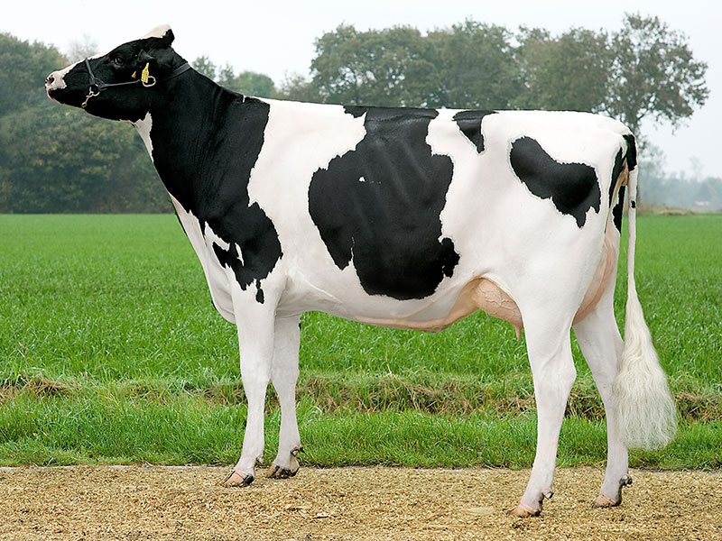 Holstein Friesian