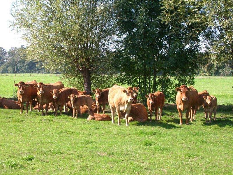 Limousin