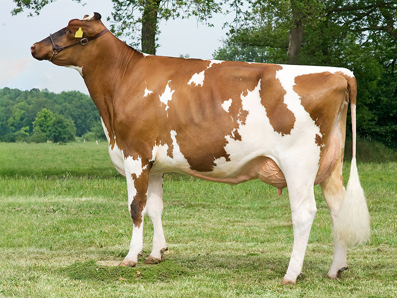 Red Holstein