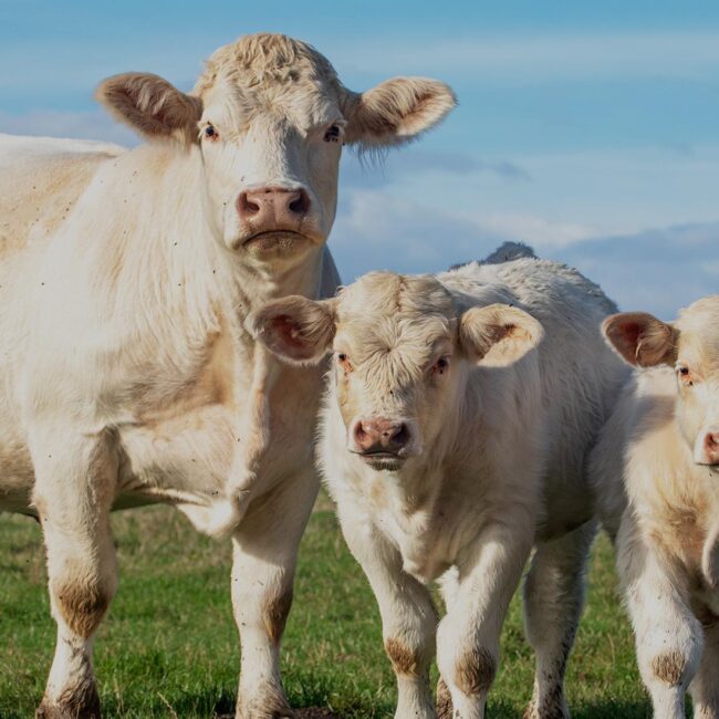 Charolais