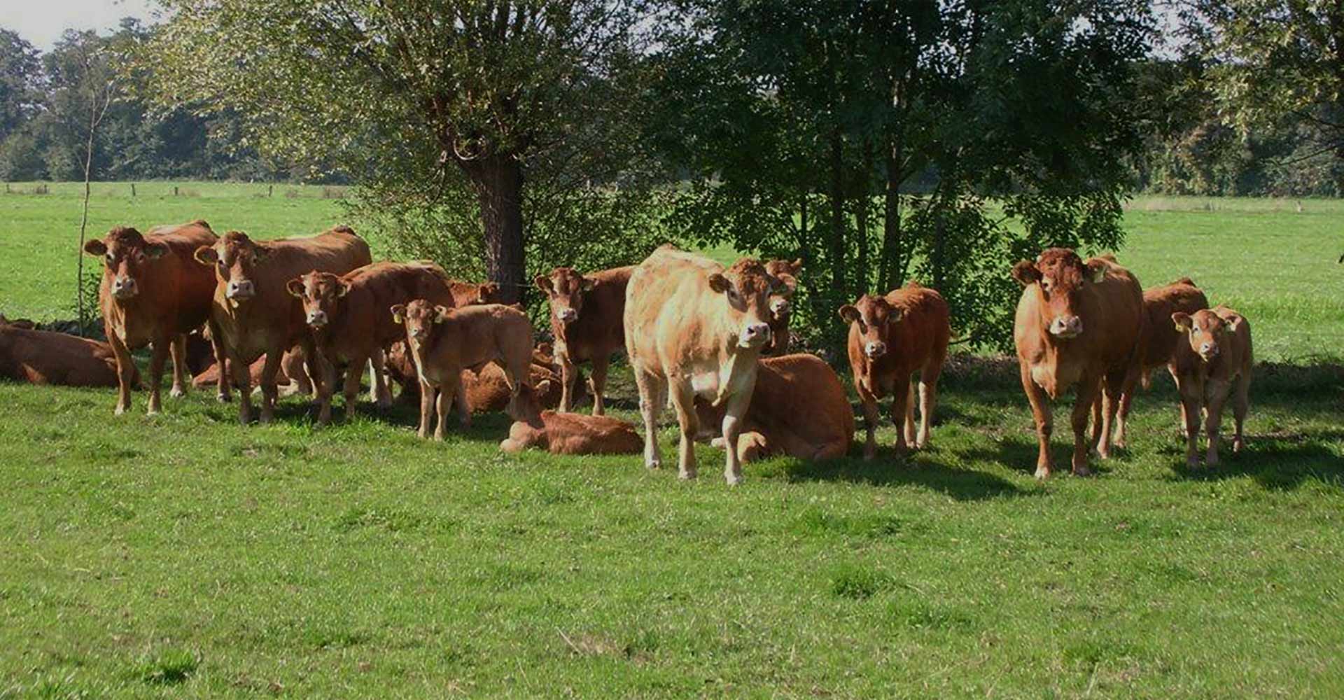 Limousin